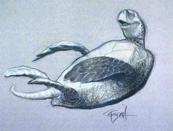 Carter Goodrich pencil drawing of turtle from The Art of Finding Nemo.